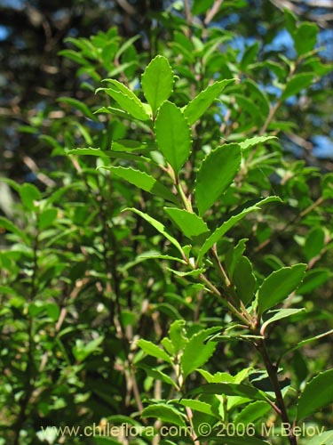 Bild von Maytenus magellanica (Leña dura / Maitén de Magallanes / Palo duro). Klicken Sie, um den Ausschnitt zu vergrössern.